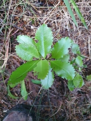 Ascarina lucida lucida