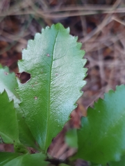 Ascarina lucida lucida