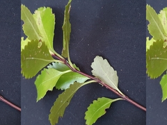 Ascarina lucida lucida