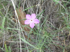 Phlox nana