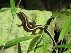 Pholidobolus vertebralis