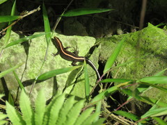 Pholidobolus vertebralis