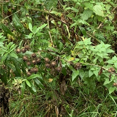 Arctium tomentosum