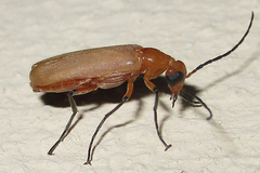 Zonitoschema capensis