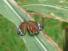 Campylotes histrionicus