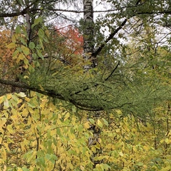 Larix sibirica