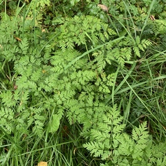 Anthriscus sylvestris