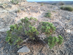 Nama carnosa