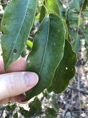 Pleiogynium timoriense