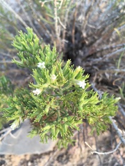 Nama carnosa