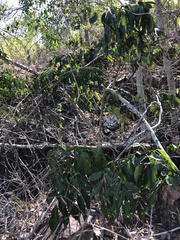 Pleiogynium timoriense