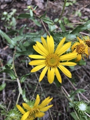 Grindelia subalpina