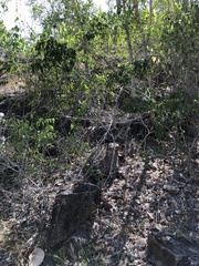 Pleiogynium timoriense