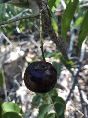 Pleiogynium timoriense