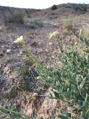 Acleisanthes lanceolata