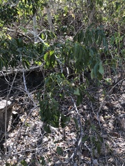 Pleiogynium timoriense