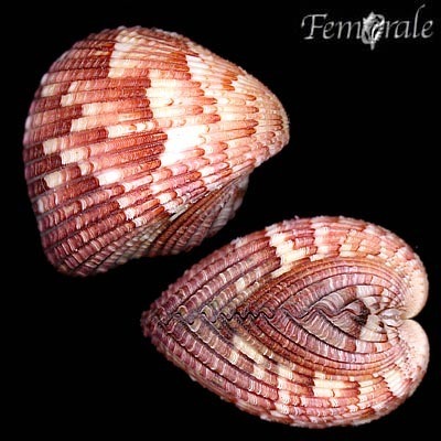 Atlantic strawberry cockle