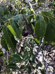 Pleiogynium timoriense