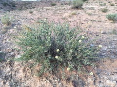 Acleisanthes lanceolata