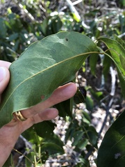 Pleiogynium timoriense