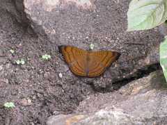 Pseudergolis wedah