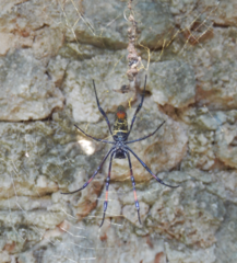 Trichonephila inaurata