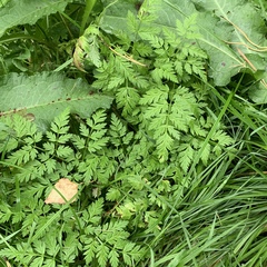 Anthriscus sylvestris