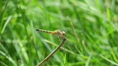Diplacodes lefebvrii