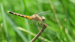 Diplacodes lefebvrii