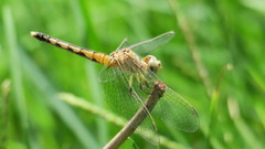 Diplacodes lefebvrii
