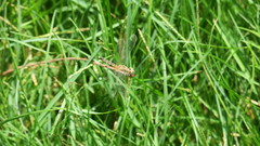 Diplacodes lefebvrii