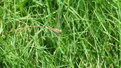 Diplacodes lefebvrii