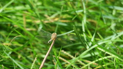 Diplacodes lefebvrii