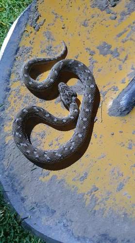 Saw-scaled Viper