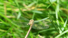 Diplacodes lefebvrii