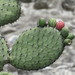 Opuntia streptacantha - Photo (c) Daniel Sanchez,  זכויות יוצרים חלקיות (CC BY-NC-SA), uploaded by Daniel Sanchez