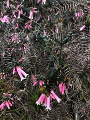 Epacris reclinata