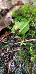 Corybas hatchii