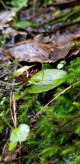 Corybas hatchii