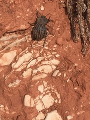 Philolithus sordidus