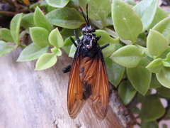 Protomydas rubidapex