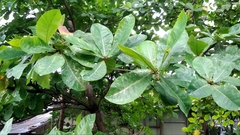 Terminalia catappa
