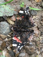 Vanessa atalanta