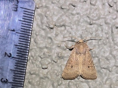 Protorthodes melanopis