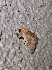 Protorthodes melanopis