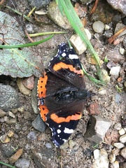Vanessa atalanta