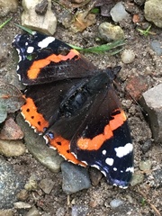 Vanessa atalanta