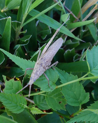 Atractomorpha lata