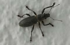 Brachyderes lusitanicus