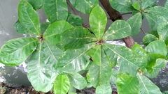 Terminalia catappa